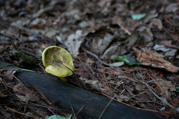 버섯, 자연, 균류, 숲속,