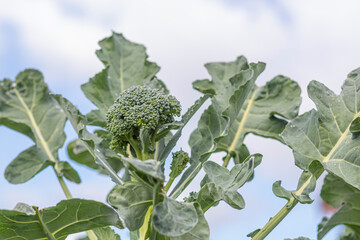 soft focus. natural light. growing organic products without the use of chemicals. green broccoli. close-up.