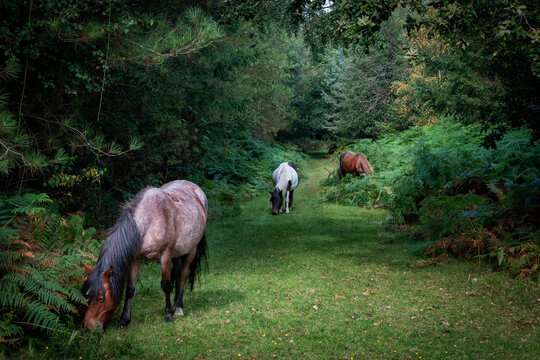 New forest ponies grazing in between the trees