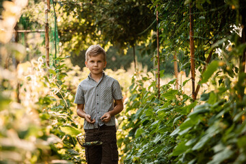 The little boy stands with a basket in the garden bed