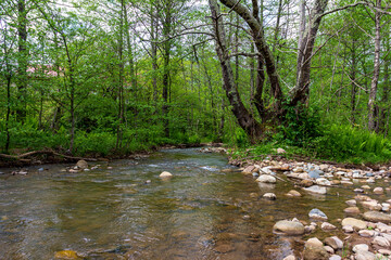 Mountain rivers, sources of clean water reserves on the planet, on a sunny spring day, a flood after the snow melts.