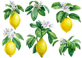 Branches with green leaves, flowers, watercolor illustration, botanical painting, a collection of citrus fruits, lemons