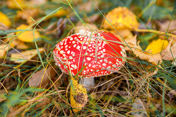 Toxic hallucinogen mushroom Fly Agaric and yellow leaves in grass on autumn forest. Red poisonous Amanita Muscaria fungus macro close up in natural environment. Inspirational natural fall landscape.