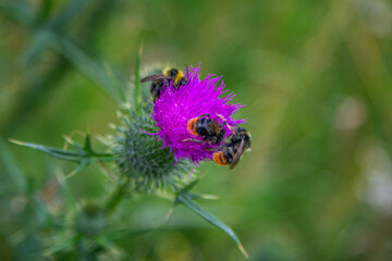 Close up bumblebees on a bright pink thistle flower, growing in a forest. Summer nature