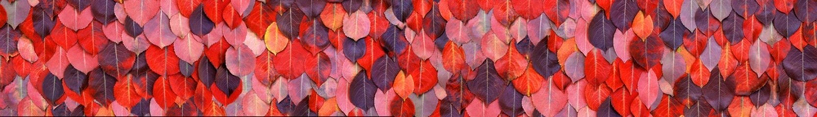 Autumn leaves wide background as floral pattern or wallpaper for fall season concept and plant design. High quality details.