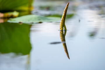 Water lily leaf sprout on the surface of a lake looking at the rising sun
