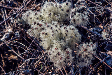 Wild clematis vitalba (traveller's joy) dry silky fluffy seed heads close up.