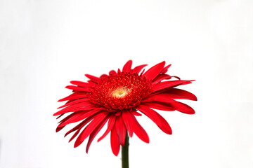 red gerbera flower on white background