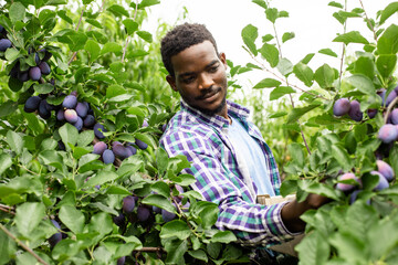 African american gardener picking ripe plums in the garden