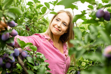 Beautiful young woman picking ripe organic plums