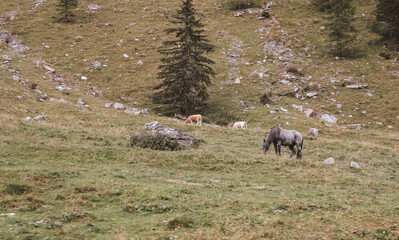 Wilde Pferde auf einer Wiese 