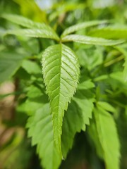 close up of green leaves