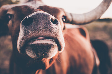 longhorn cow