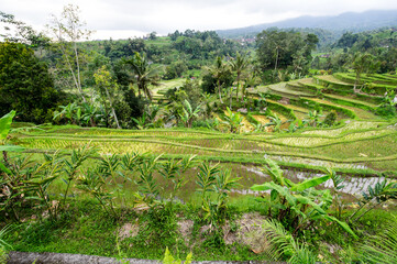 View of the Jatiluwih rice terraces