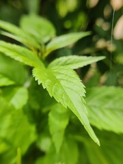 close up of green leaves
