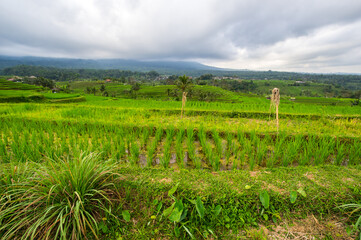 Jatiluwih rice terraces on Bali