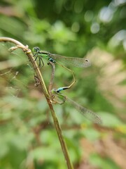 dragonfly on a leaf