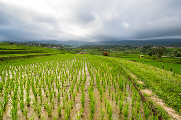 Fototapeta premium Jatiluwih rice terraces on Bali