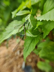 dragonfly on a leaf