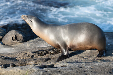 Naklejka premium Sea Lions at ocean. Fur seal colony, arctocephalus pusillus.
