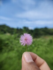 dandelion in hand
