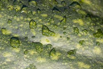 drops of morning dew on green peel