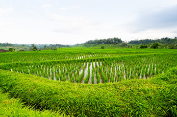 Jatiluwih rice terraces on Bali