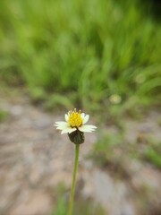 daisy flower