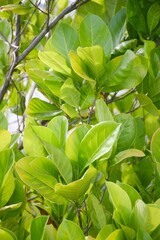 Artocarpus heterophyllus leaf in nature garden