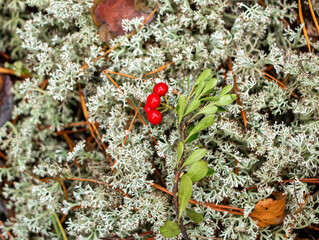 Juicy red lingonberry berry with green leaves grows among moss in forest.