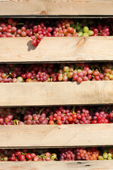 Harvesting grapes in the vineyards. Close-up of pink grapes in a wooden box. Winery and harvesting. Growing grapes and winemaking banner design.