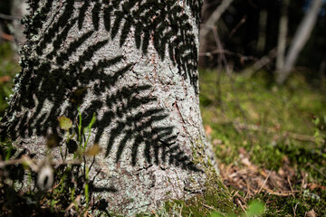 Fototapeta na wymiar Hard deep shadows of fern leaf on trees trunk in forest.