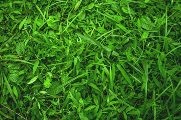 Green Grass and leaves texture background