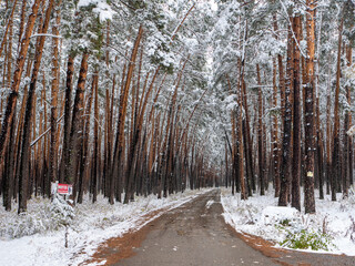 Forest in the snow. Winter picture. The road goes deep into the coniferous forest. The crowns of...