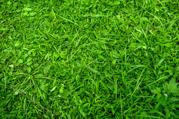 Green Grass and leaves texture background 
