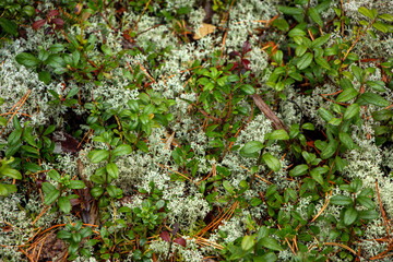 Juicy red lingonberry berry with green leaves grows among moss in forest.