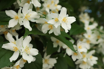 Beautiful blooming white jasmine shrub outdoors, closeup