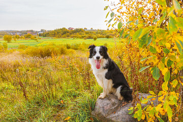 Naklejka na ściany i meble Funny smiling puppy dog border collie playing sitting on stone in park outdoor, dry yellow fall leaves foliage background. Dog on walking in autumn day. Hello Autumn cold weather concept.