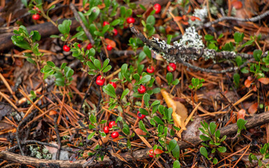Juicy red lingonberry berry with green leaves grows among moss in forest.