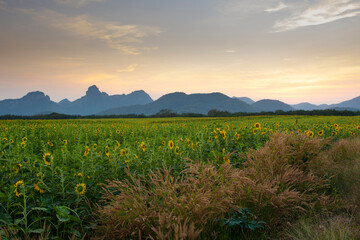 Landscape view with sunflower plantation field during summer in Thailand.