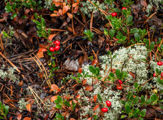 Juicy red lingonberry berry with green leaves grows among moss in forest.