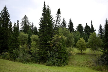 forest in the mountains