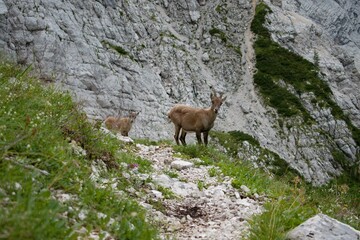 Capricorn under the Triglav - Triglav Nationa Park - Julian Alps - Slovenia