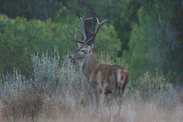 Male deer in rutting season at night. Wild red deer (Cervus elaphus). The rut, period of sexual activity in deer, during which the males fight each other for access to the females is the mating season