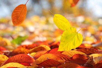 Сlose-up of autumn leaves falling to the ground on natural background of fall foliage.