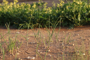 spring grass in the grass