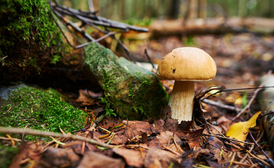 Beautiful boletus edulis mushroom. Old magic forest mushrooms background. White mushroom in sunny day