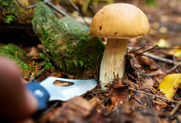 Beautiful boletus edulis mushroom banner in amazing green moss. Old magic forest mushrooms background. White mushroom in sunny day.