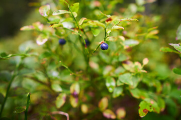 Bush of a ripe bilberry in the summer forest close up selective focus 
