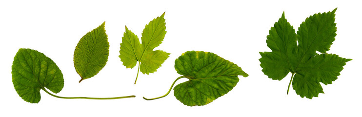
Collection of green leaves hops and violets.